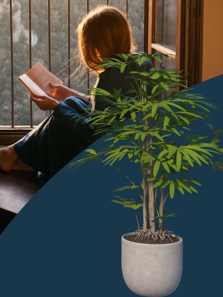 courses of iibs, iibs, international institute of behavioural sciences