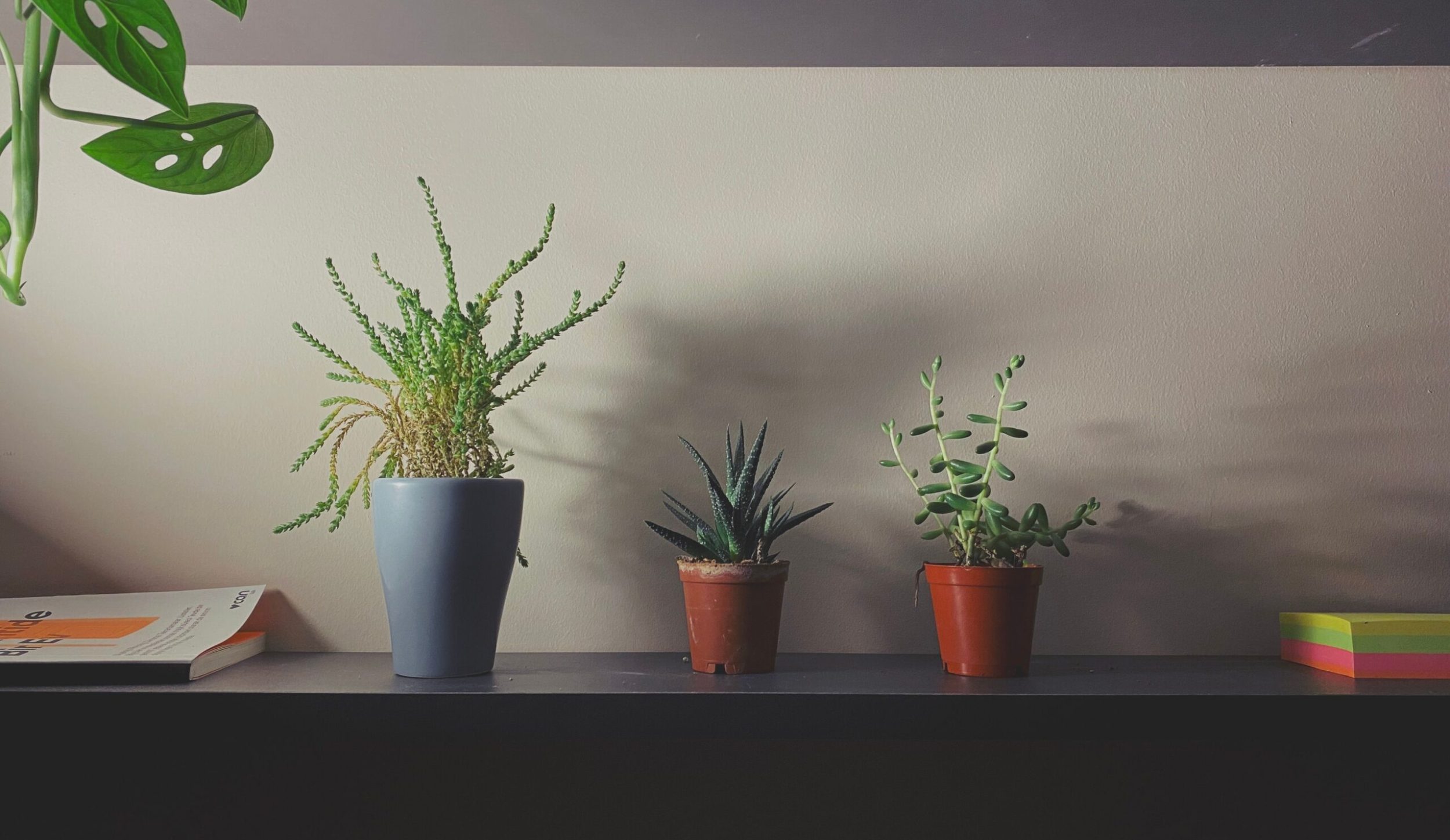 Corporate Wellness Programs